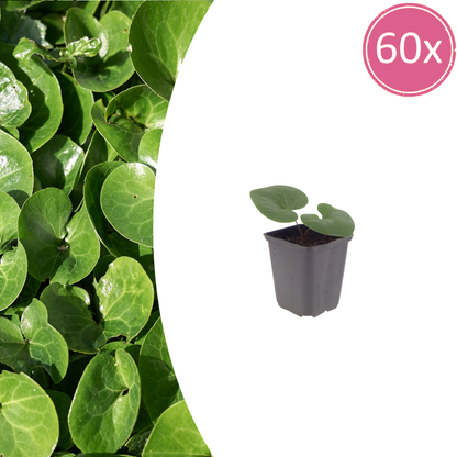 Buitenplant 60x Asarum europaeum - Schaduwplant - Pot Ø 9cm Hoogte ↕ 10-25cm