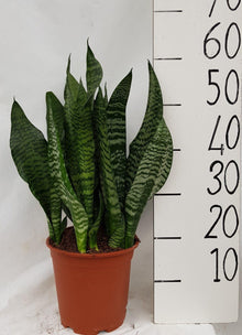 Kamerplant - Sanseveria Black Coral - Pot Ø 21cm Hoogte ↕ 60cm