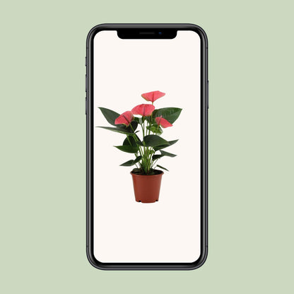 Kamerplant - Anthurium Sweet Dream - Pot Ø 12cm Hoogte ↕ 36cm
