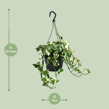Kamerplant - Scindapsus (Epipremnum) N'Joy - Pot Ø 15cm Hoogte ↕ 35cm