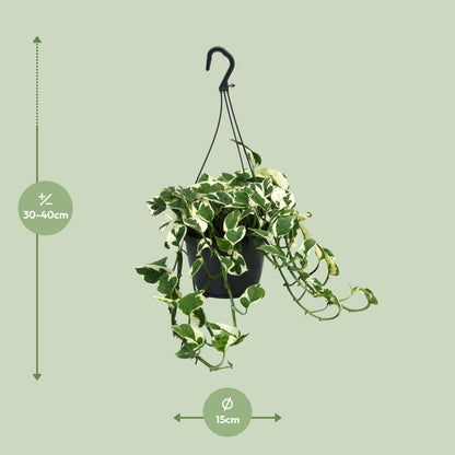 Kamerplant - Scindapsus (Epipremnum) N'Joy - Pot Ø 15cm Hoogte ↕ 35cm