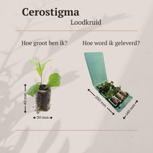 Buitenplant 6x Ceratostigma - Bloeiend - Stekpluggen