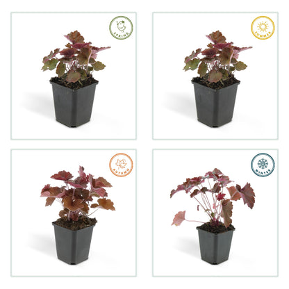 Buitenplant 24x Heuchera mic. 'Palace Purple' - Pot Ø 9cm Hoogte ↕ 10-25cm