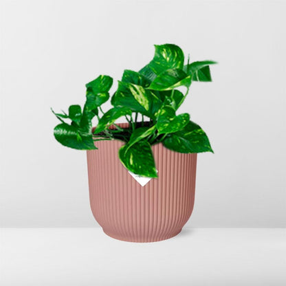 Kamerplant - Epipremnum Pinnatum 'Aureum' - Pot Ø 14cm