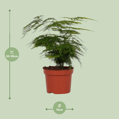 Kamerplant - Asparagus Setaceus - Pot Ø 12cm Hoogte ↕ 35cm