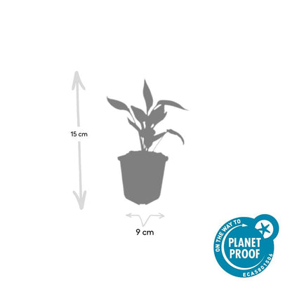 Buitenplant 60x Echinacea purpurea 'White Swan' - Bloeiend - Pot Ø 9cm Hoogte ↕ 10-25cm