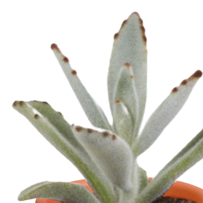 Kamerplant 15x Cactus en vetplanten mix - in Mexicaanse pot - Pot Ø 5,5cm