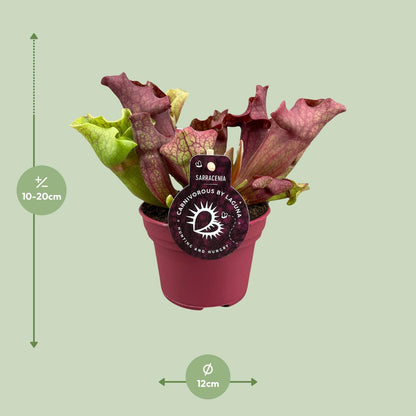 Kamerplant - Sarracenia - Pot Ø 12cm Hoogte ↕ 20cm