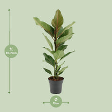 Kamerplant - Ficus Benghalensis Joy - Pot Ø 17cm Hoogte ↕ 65cm