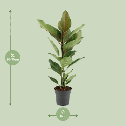 Kamerplant - Ficus Benghalensis Joy - Pot Ø 17cm Hoogte ↕ 65cm