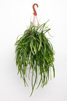 Kamerplant - Lepismium bolivianum - Pot Ø 17cm Hoogte ↕ 25cm