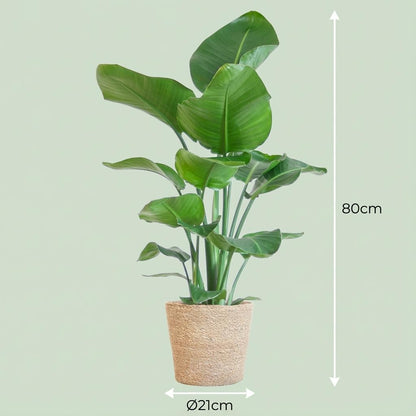 Kamerplant - Strelitzia Nicolai - Incl. zeegras mand - Pot Ø 21cm Hoogte ↕ 80cm