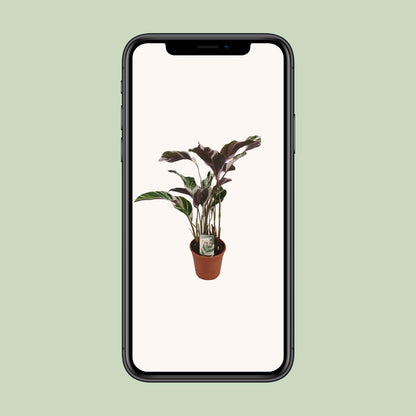 Kamerplant - Calathea 'Fusion White' - Pot Ø 14cm Hoogte ↕ 40cm
