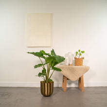 Kamerplant - Alocasia Portodora - Inclusief sierpot - Pot Ø 21cm Hoogte ↕ 80cm