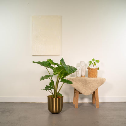Kamerplant - Alocasia Portodora - Inclusief sierpot - Pot Ø 21cm Hoogte ↕ 80cm