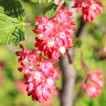 Buitenplant - Ribes sanguineum 'Kind Edward' - Bloeiend - Pot Ø 17cm Hoogte ↕ 45cm