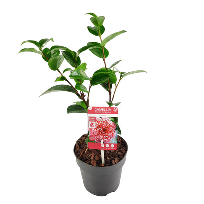 Buitenplant Camellia japonica 'Volunteer' - Bloeiende Heester - Pot Ø 13cm Hoogte ↕ 20cm