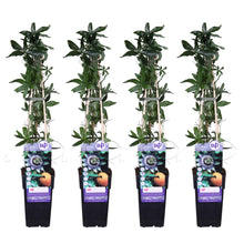 Buitenplant 4x Passiflora caerulea - Klimplant, Bloeiend - Pot Ø 15cm Hoogte ↕ 65cm