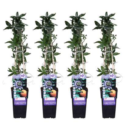 Buitenplant 4x Passiflora caerulea - Klimplant, Bloeiend - Pot Ø 15cm Hoogte ↕ 65cm