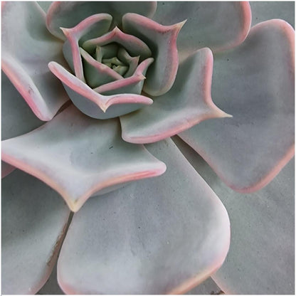 Kamerplant - Echeveria Lilacina - Pot Ø 12-14cm Hoogte ↕ 5cm