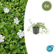Buitenplant 6x Vinca minor 'Gertrude Jekyll' - Bodembedekker - Pot Ø 9cm Hoogte ↕ 10-25cm
