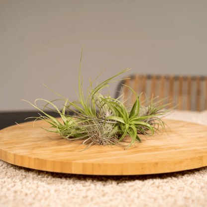 Kamerplant 10x Tillandsia Air Mix - Pot Ø 6cm Hoogte ↕ 6cm