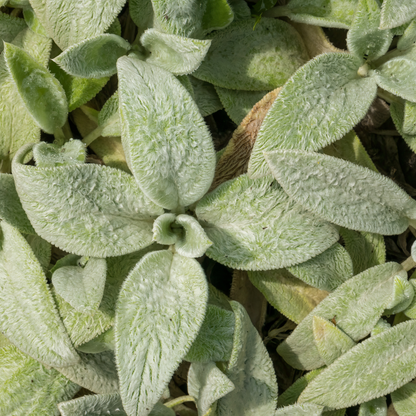6x Stachys byzantina 'Silver Carpet' - ↕10-25cm - Ø9cm