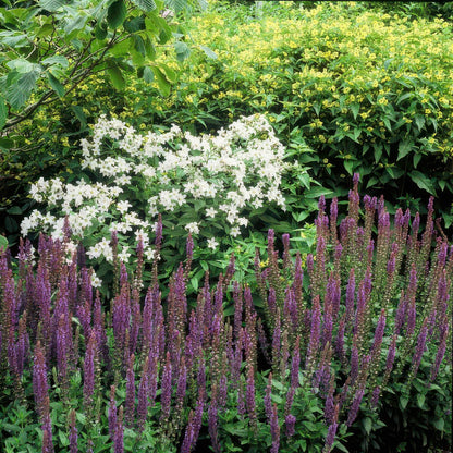 Buitenplant 60x Salvia nem. 'Ostfriesland' - Bloeiend - Pot Ø 9cm Hoogte ↕ 10-25cm