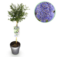 Buitenplant - Ceanothus thyrsiflorus Repens - Winterhard - Bloeiend - Pot Ø 19cm Hoogte ↕ 90cm