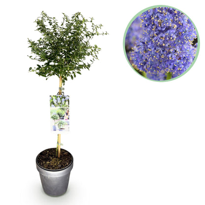 Buitenplant - Ceanothus thyrsiflorus Repens - Winterhard - Bloeiend - Pot Ø 19cm Hoogte ↕ 90cm