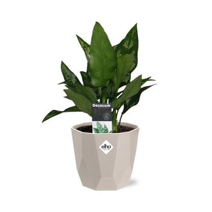 Kamerplant - Aglaonema Maria - Inclusief grijze sierpot - Pot Ø 14cm