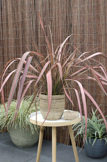 Buitenplant - Phormium 'Pink Flamingo' - Pot Ø 14cm Hoogte ↕ 50cm