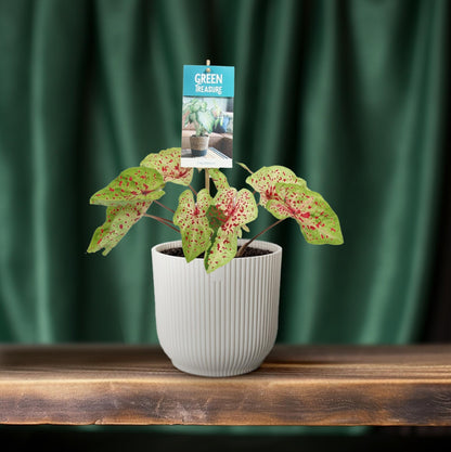 Kamerplant - Caladium Miss Muffet - Pot Ø 12cm Hoogte ↕ 25cm