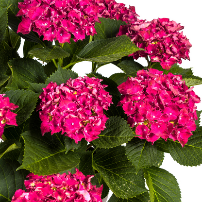 Buitenplant - Hydrangea Macrophylla Red - Bloeiend - Pot Ø 24cm Hoogte ↕ 70-80cm