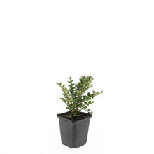 Buitenplant 24x Cotoneaster horizontalis - Winterhard - Pot Ø 9cm Hoogte ↕ 10-25cm