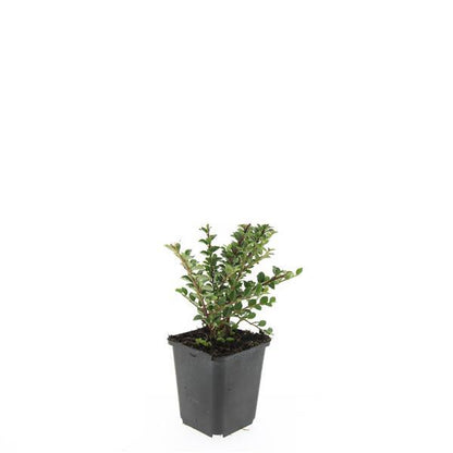 Buitenplant 24x Cotoneaster horizontalis - Winterhard - Pot Ø 9cm Hoogte ↕ 10-25cm