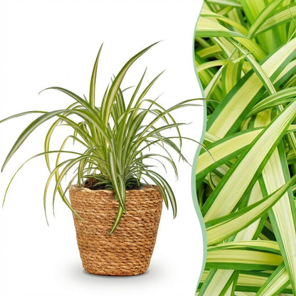 Kamerplant - Chlorophytum comosum Variegatum - Pot Ø 12cm Hoogte ↕ 20cm