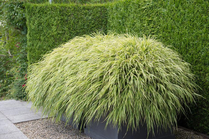 Buitenplant 60x Hakonechloa macra - Siergrass - Pot Ø 9cm Hoogte ↕ 10-25cm