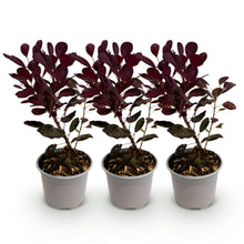 Buitenplant 3x Cotinus coggygria Lilla - Pot Ø 12cm Hoogte ↕ 35cm