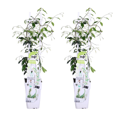 Buitenplant 2x Trachelospermum 'Star of Venice' - Winterhard - Pot Ø 15cm Hoogte ↕ 65cm