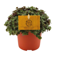 Kamerplant - Callisia Turtle - Hangplant - Pot Ø 10,5cm Hoogte ↕ 15cm