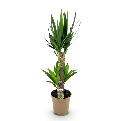 Green boutiQ - Kamerplant - Yucca elephantipes - Yucca - Weinig onderhoud - Groen - 1 - Pot 17cm - Hoogte 75cm