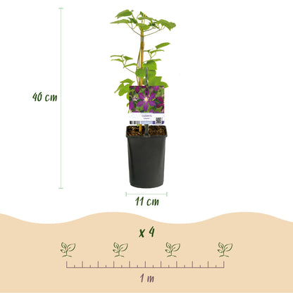 Buitenplant 2x Clematis Mikelite - Klimplant - Bloeiend - Pot Ø 11cm Hoogte ↕ 40cm