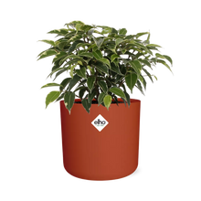 Kamerplant - Ficus Benjamina Kinky - Pot Ø 14cm