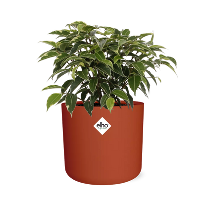 Kamerplant - Ficus Benjamina Kinky - Pot Ø 14cm
