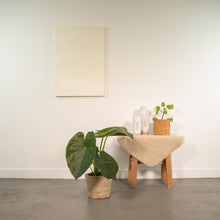 Kamerplant - Alocasia Wentii - Pot Ø 19cm Hoogte ↕ 65cm