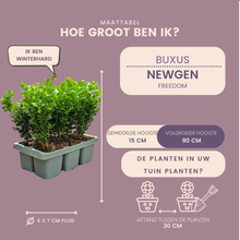 Buitenplant 72x Buxus NewGen Freedom - Winterhard - Pot Ø 7cm Hoogte ↕ 15cm