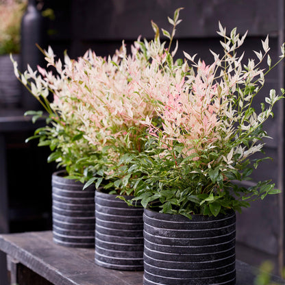 Buitenplant - Nandina domestica 'Twilight' - Groenblijvend - Pot Ø 17cm Hoogte ↕ 45cm