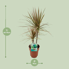 Kamerplant - Dracaena Marginata Bicolor - Pot Ø 19cm Hoogte ↕ 70cm
