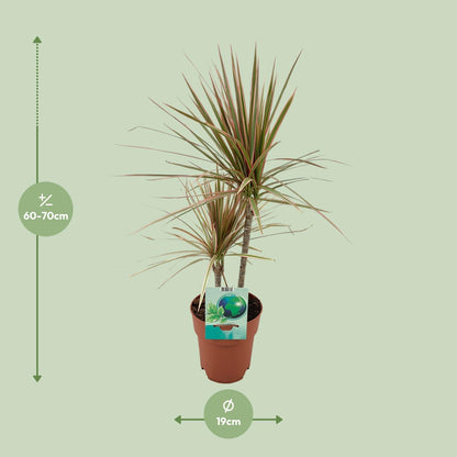 Kamerplant - Dracaena Marginata Bicolor - Pot Ø 19cm Hoogte ↕ 70cm